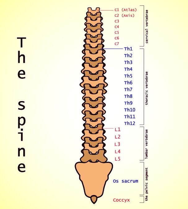osteokondrozë lumbare